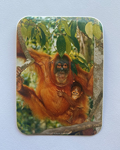 Orangutang - 95x70mm kvadratisk klistermärke med rundade hörn