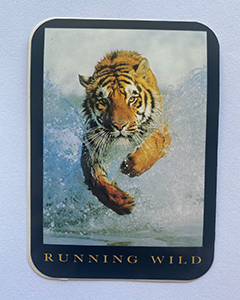 Tiger på vild löpning - 95x70mm kvadratisk klistermärke med rundade hörn
