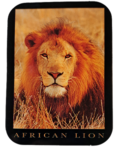 Afrikansk lejon klistermärke 70x52mm