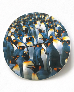 Pingviner - 80mm runt klistermärke