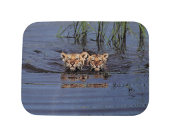 Tigerungar i vatten klistermärke 70x52mm