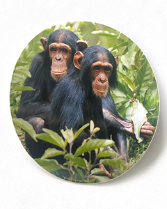 2 apor - 80mm runt klistermärke